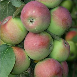 Яблоня колонновидная Джин (осеннего срока, 200 гр) 2-3 лет 1 шт сетка Поиск
