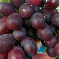 Виноград плод Бордовая мантия (ранний,бордовый,овал.) 1шт ЗС