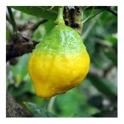 Цитрус Лимон Вариегата  1шт Поиск