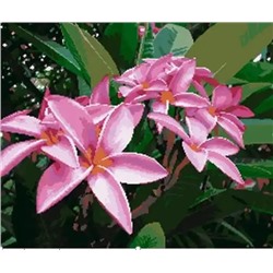 Картина по номерам "Тропические цветы" 40х30 см (Тропические цветы)